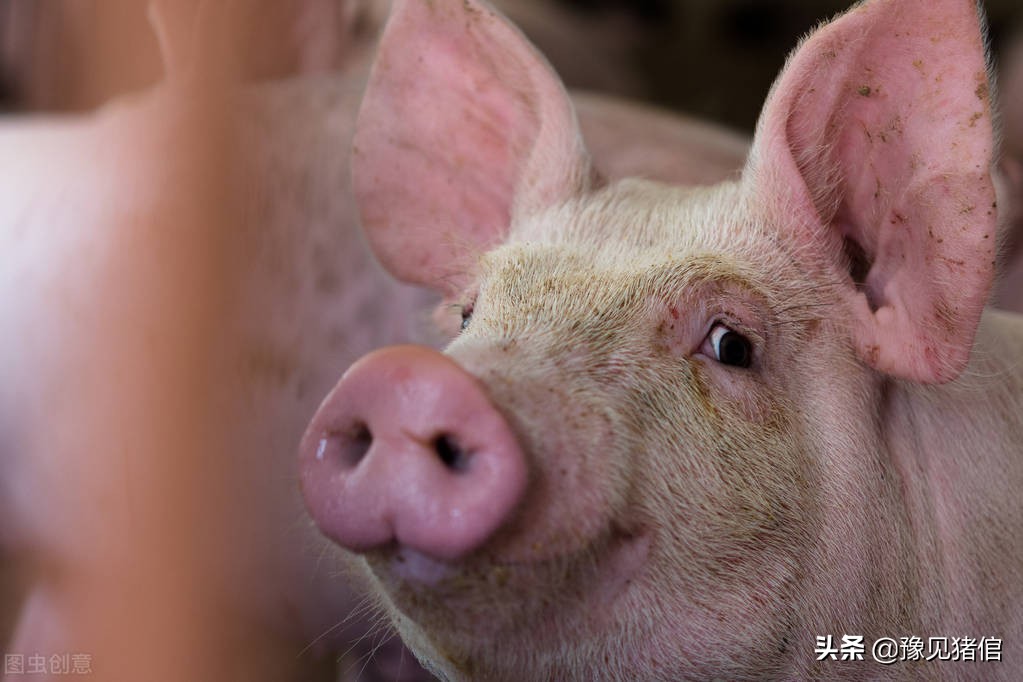 养猪饲养管理技术大全,养猪保育技术