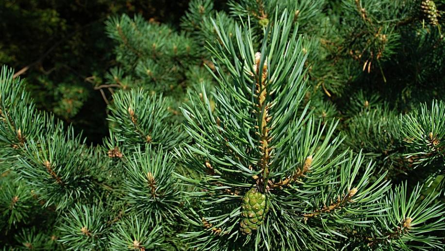 每日一花,每日一花团购