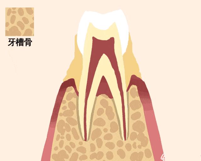 牙齿常见的100种问题,牙齿的一些事儿