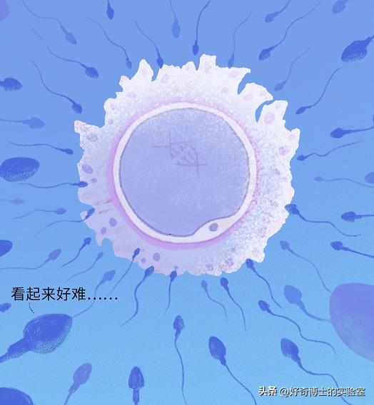 精子进入人体1小时变化,精子进入人体24小时变化