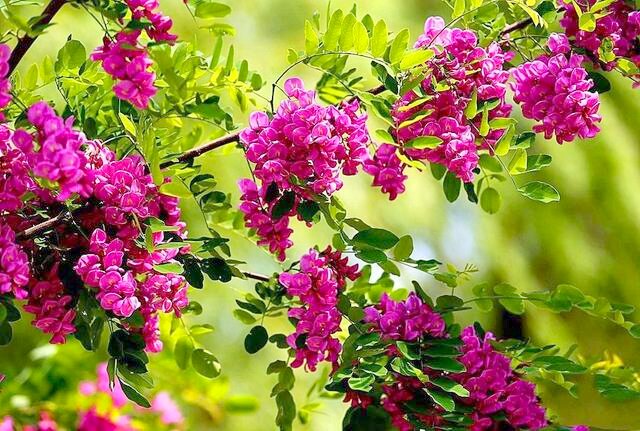 写槐花美的诗句,描写槐花清新淡雅香气四溢的诗句