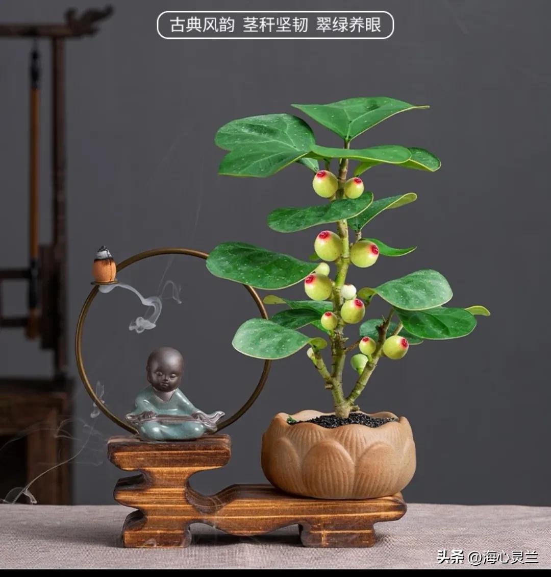 一叶一菩提,一叶一菩提上一句什么