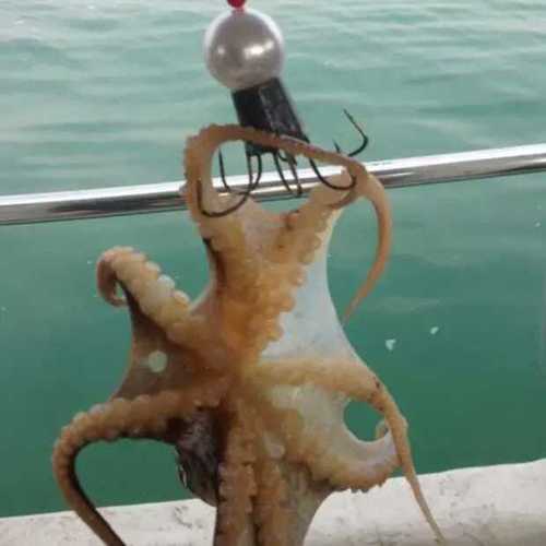 海钓常见海洋鱼类识别方法,海鲈是哪种钓法