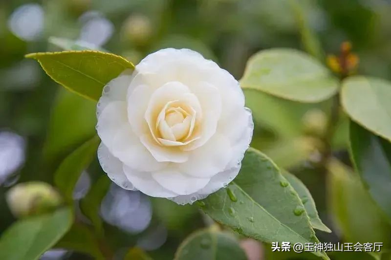 春色撩人春意浓浓,春色撩人姹紫嫣红