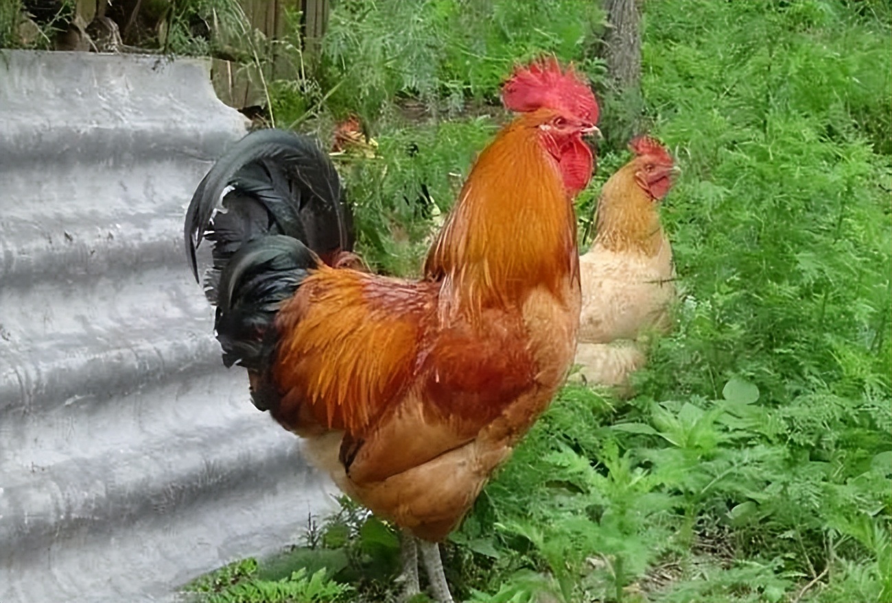 散文：一项有趣的晨练运动