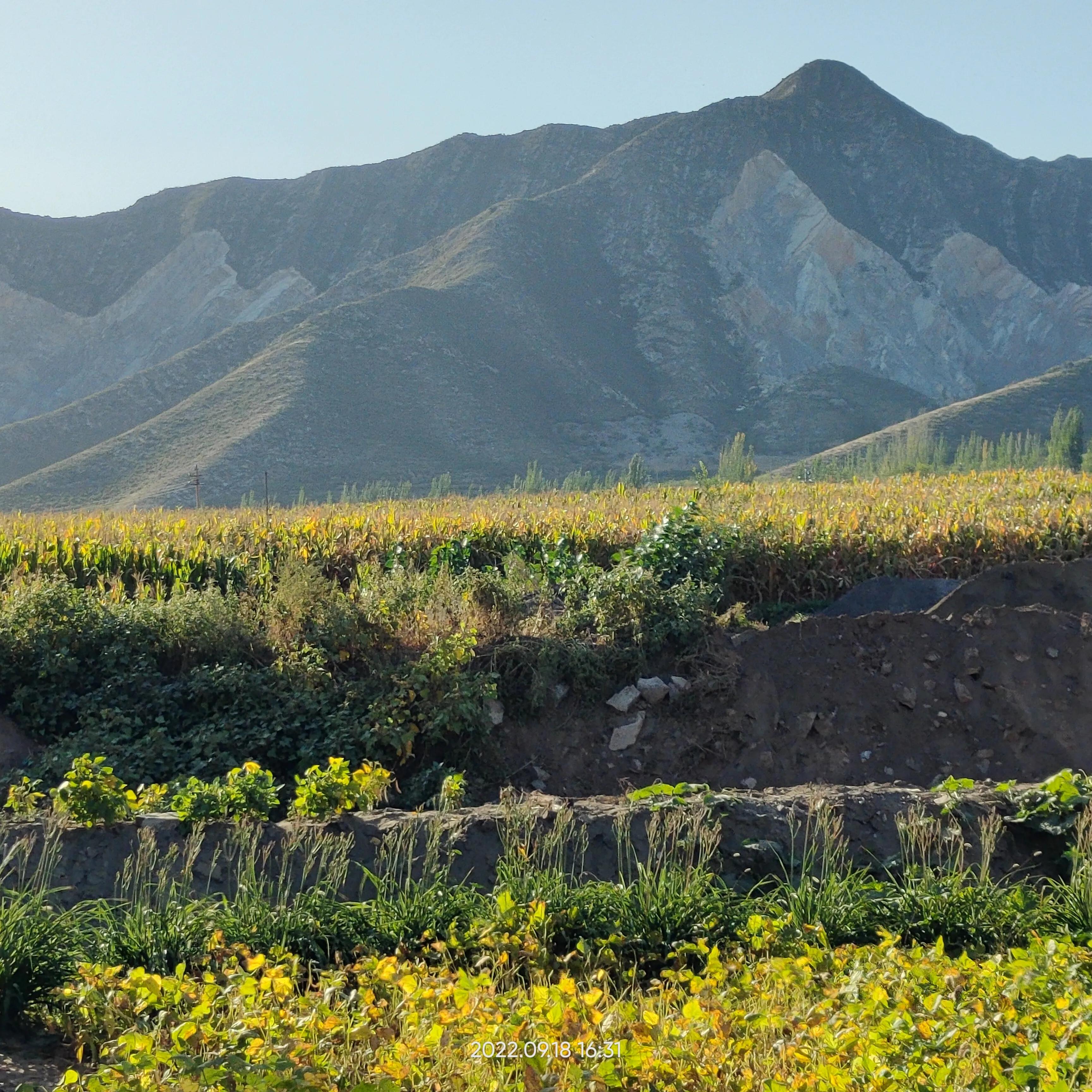 寮犲鍙ｅ競瀹ｅ寲鍘挎潕澶т汉搴勬潃浜烘,瀹ｅ寲鏉庡ぇ浜哄簞鍦板悕鏉ュ巻