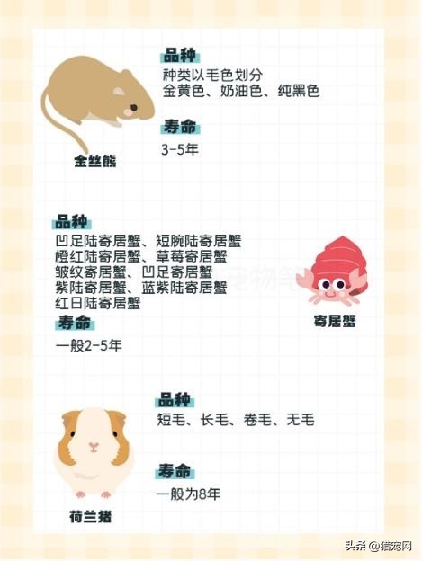 除了猫狗还有什么宠物能养,适合养宠物的房间格局