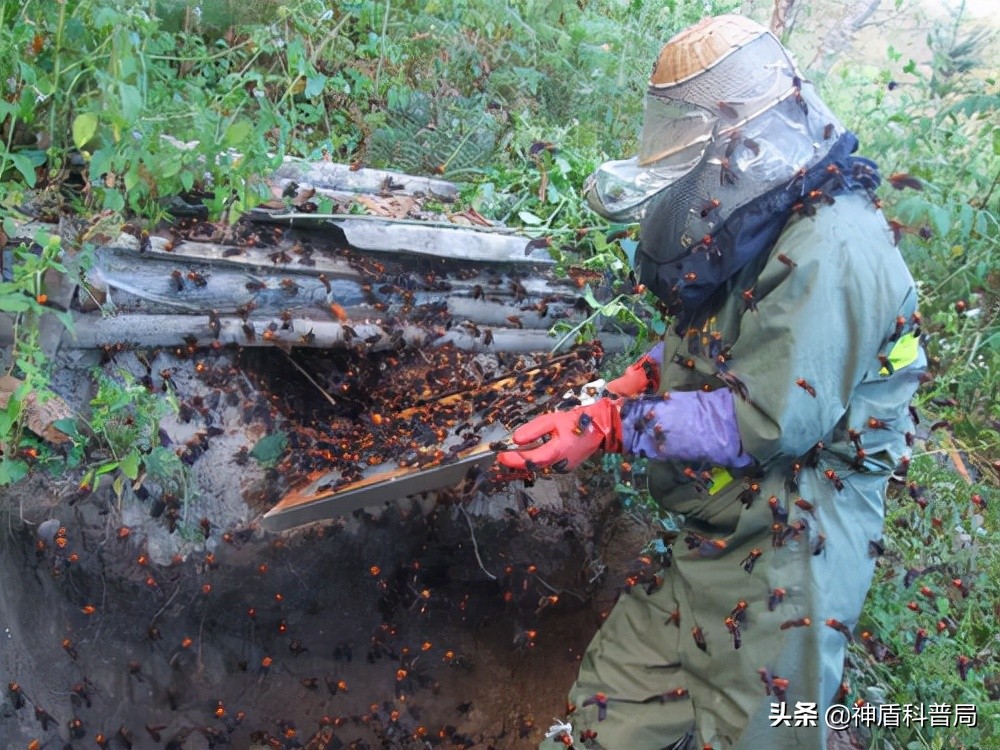 入侵海外的魔王，竟是云南人的宠物？三针能蛰死牛还被大量养殖
