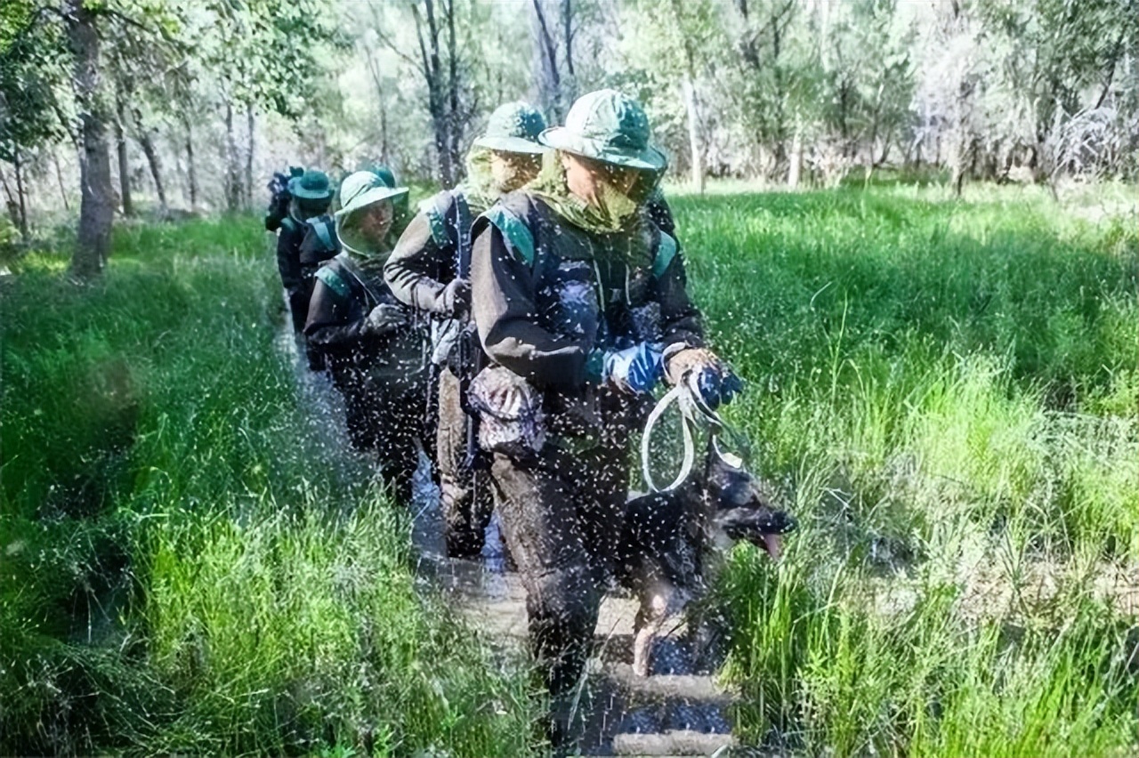 最危险边防区7条军犬,中国最惨烈的军犬