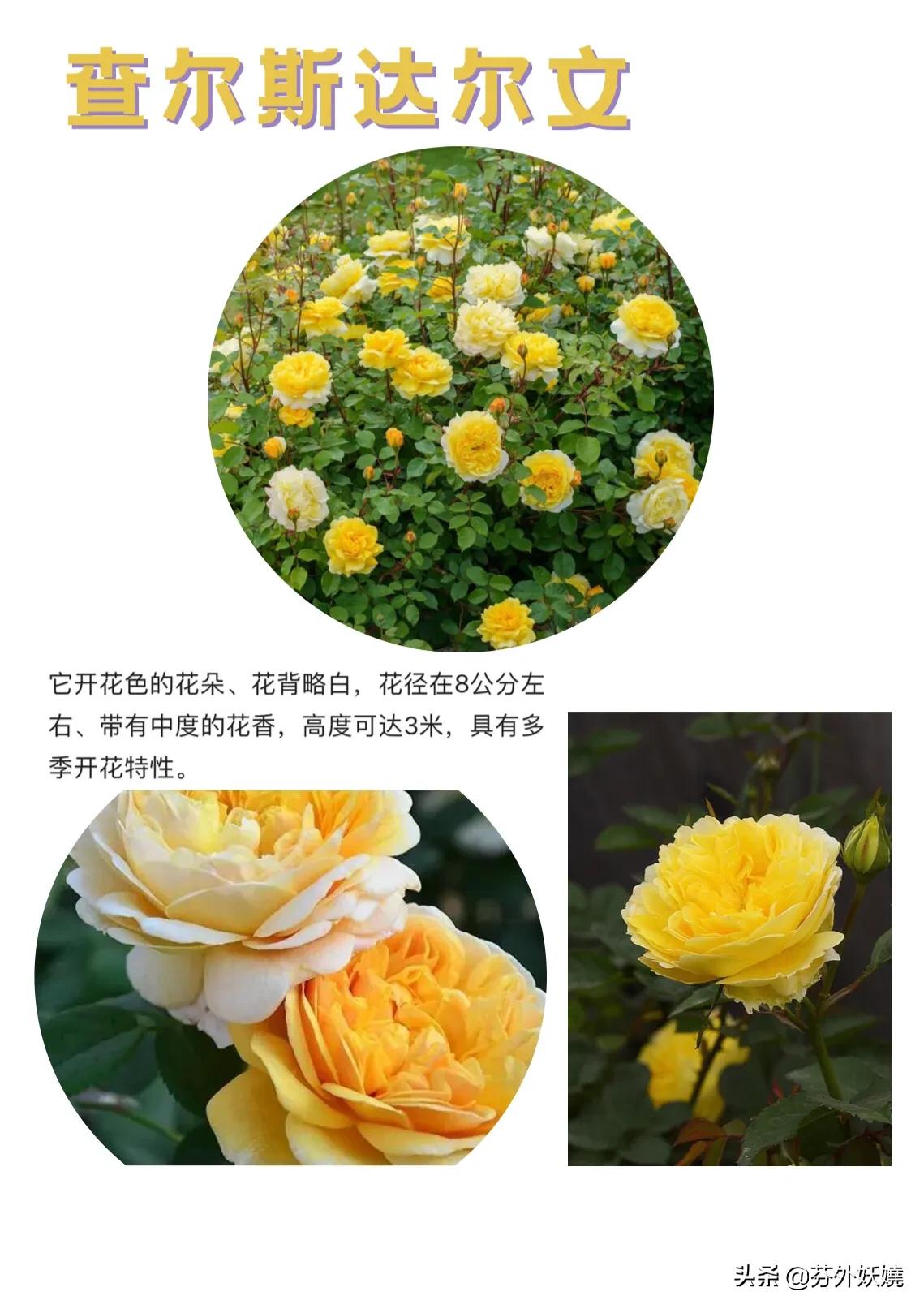 月季花抗病能力强又有香味的品种,18种花卉好看品种