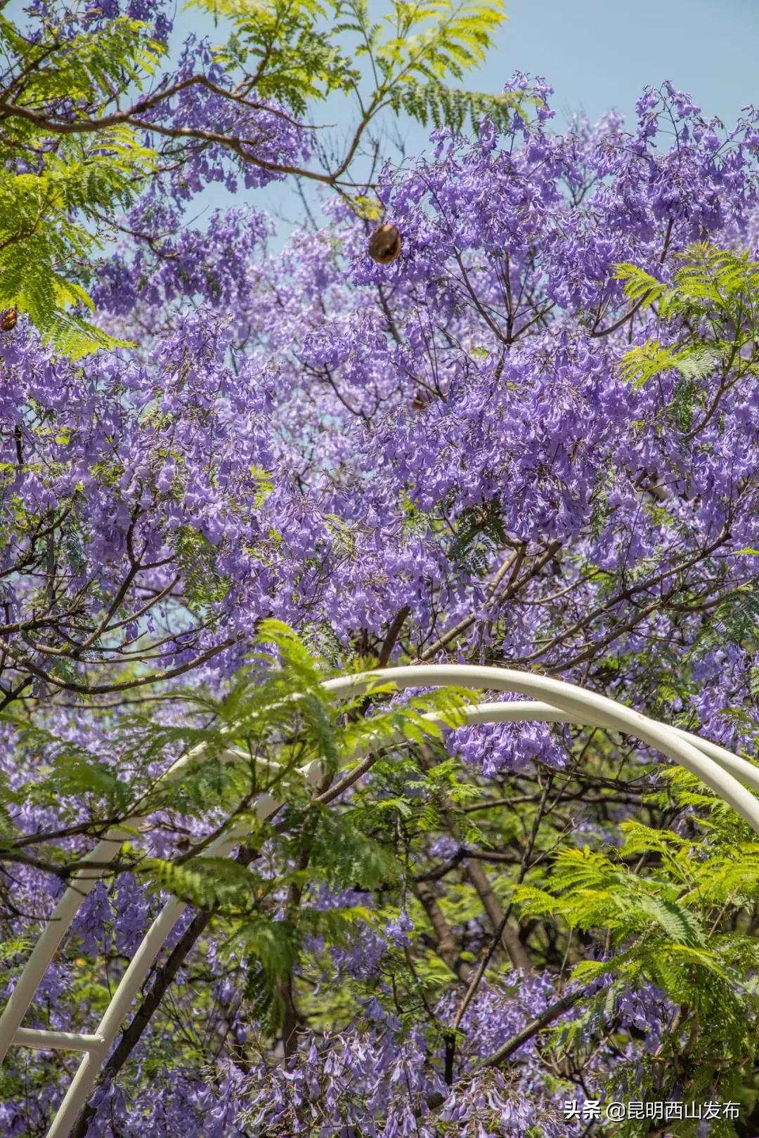 昆明周末打卡最多的网红地方,昆明1903公园最佳网红打卡地