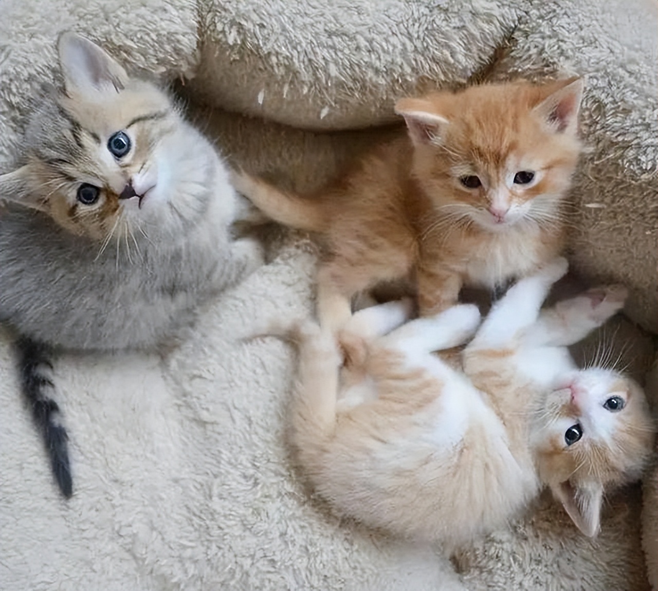 猫妈妈把孩子叼给你，想当“甩手掌柜”？铲屎官误会猫咪了