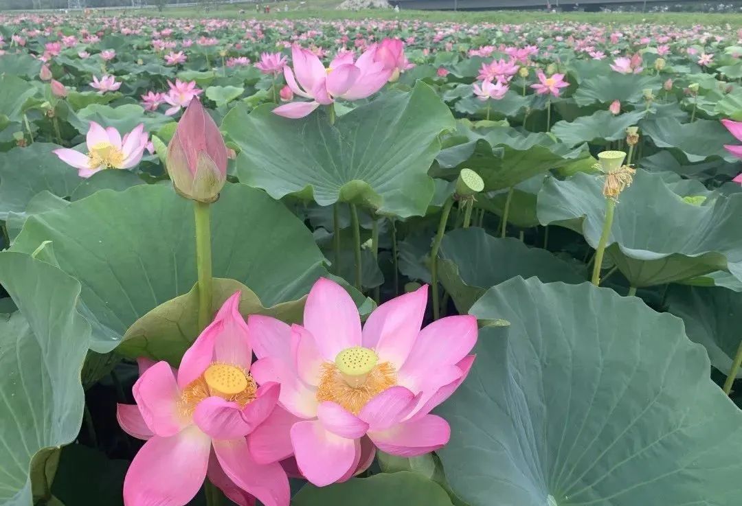 荷你有约环创,荷你有约完整视频