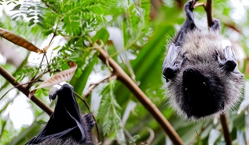 小笠原群岛旅游攻略,日本小笠原诸岛游记