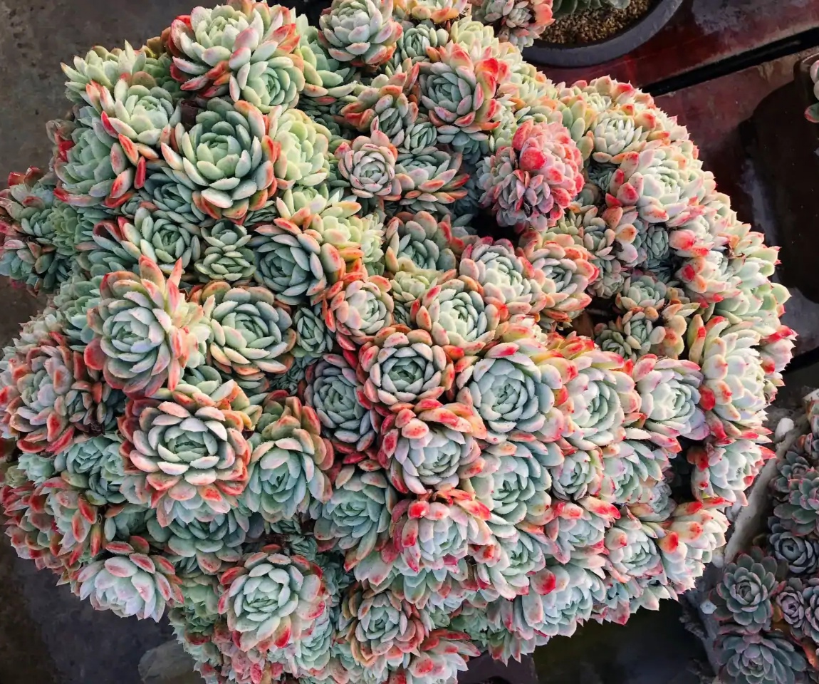 十二卷多肉的品种图鉴,100种多肉植物图片大全