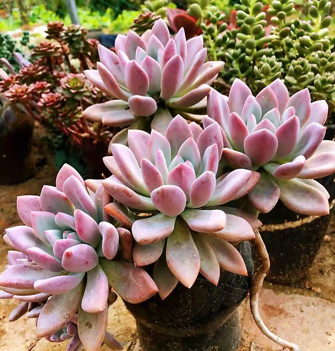 多肉奥普琳娜是跟桃蛋一样难养吗,多肉奥普琳娜多头