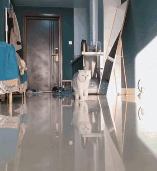 两只猫打架喵星人殊死搏斗满嘴毛,两只猫打架互拔胡子