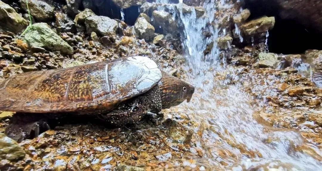 水龟腐皮后怎么处理,水龟腐皮腐甲怎么治疗