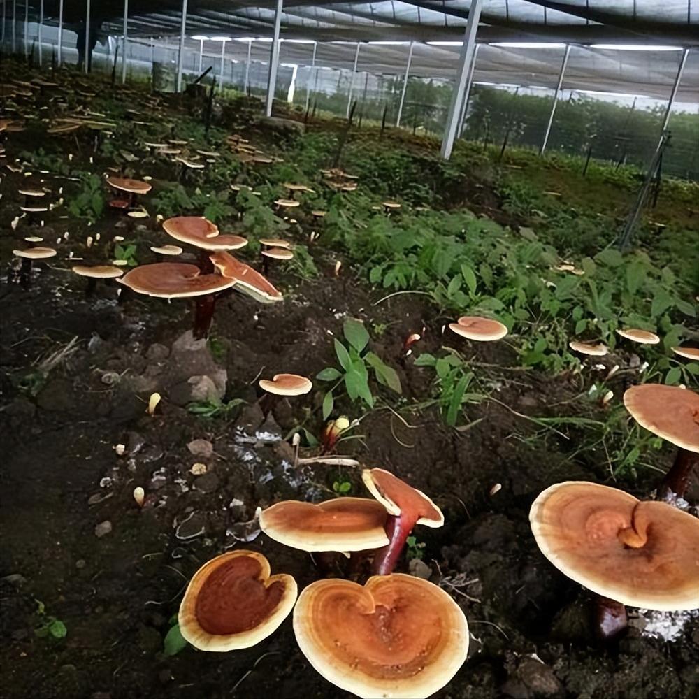 灵芝种植创业故事,野外种植灵芝一年收入