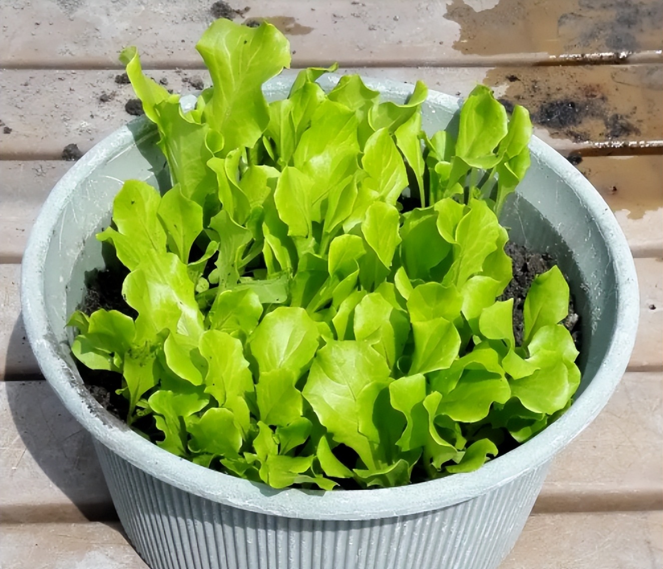 阳台如何种植蔬菜养花,阳台可以种植哪些蔬菜花卉