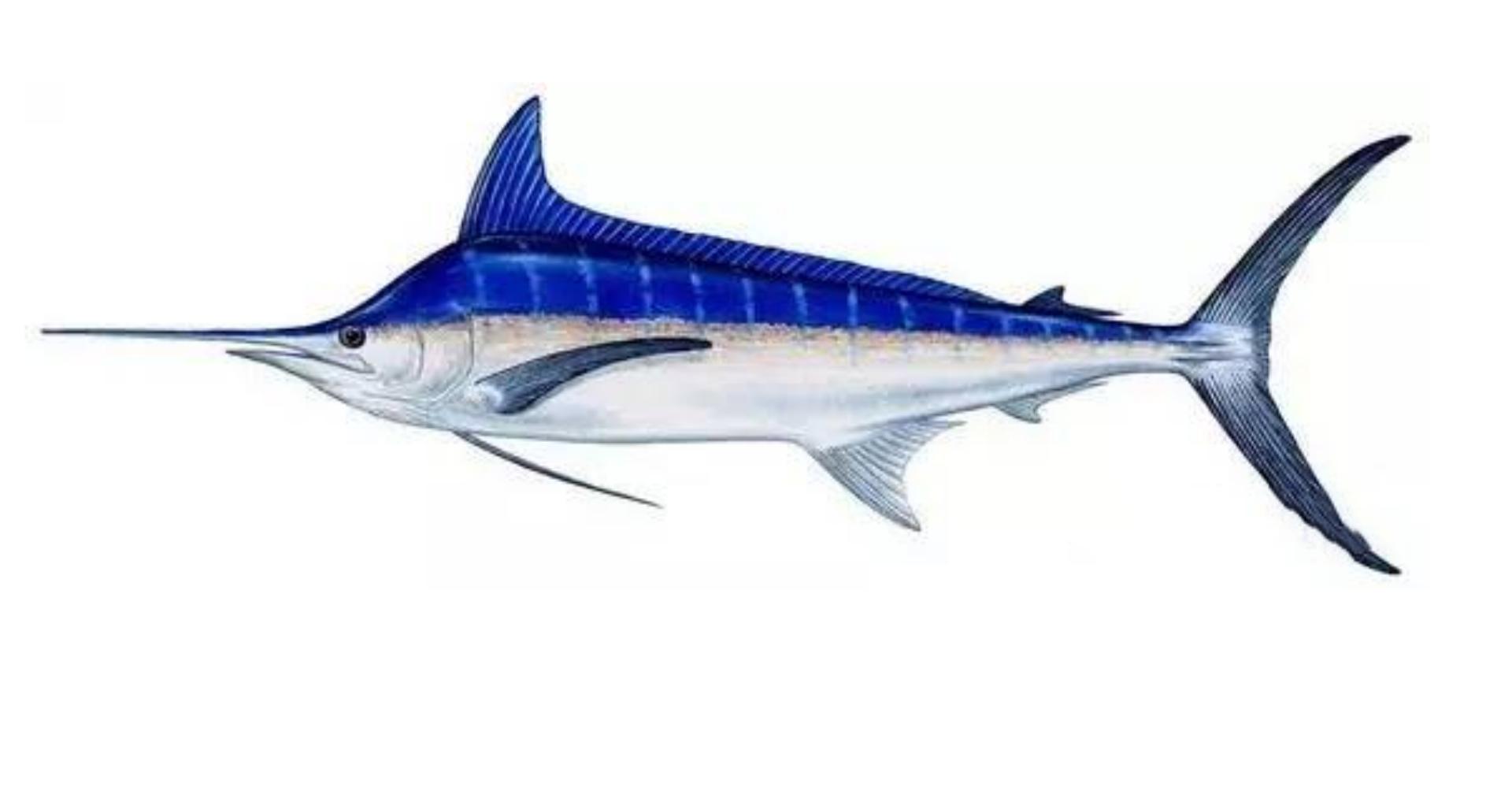 2021年非洲渔民捕到一条3.5米长巨鱼，卖出1910万，真是一本万利