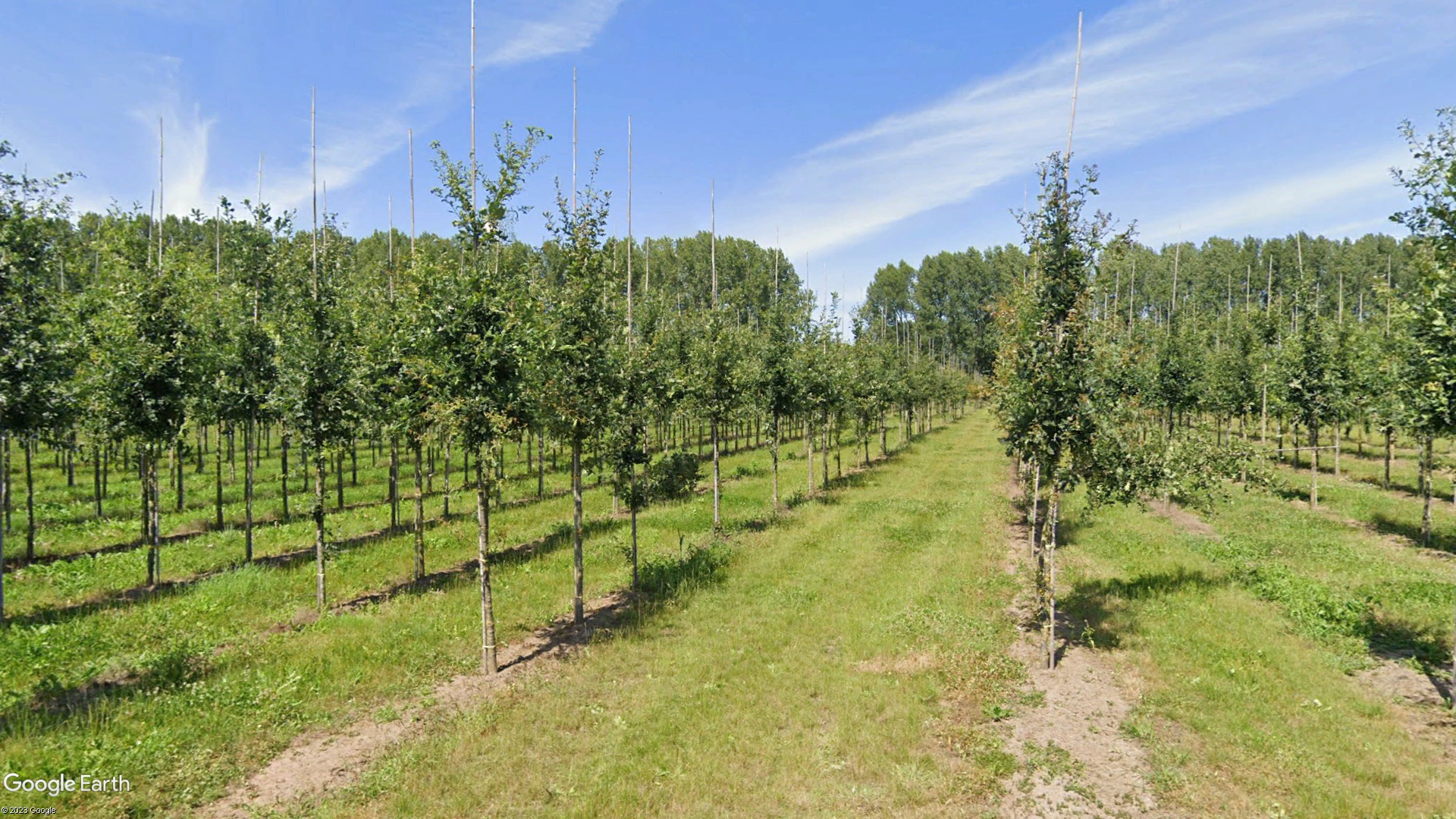 绿化一棵景观树多少钱,一百亩地的绿化树值多少钱