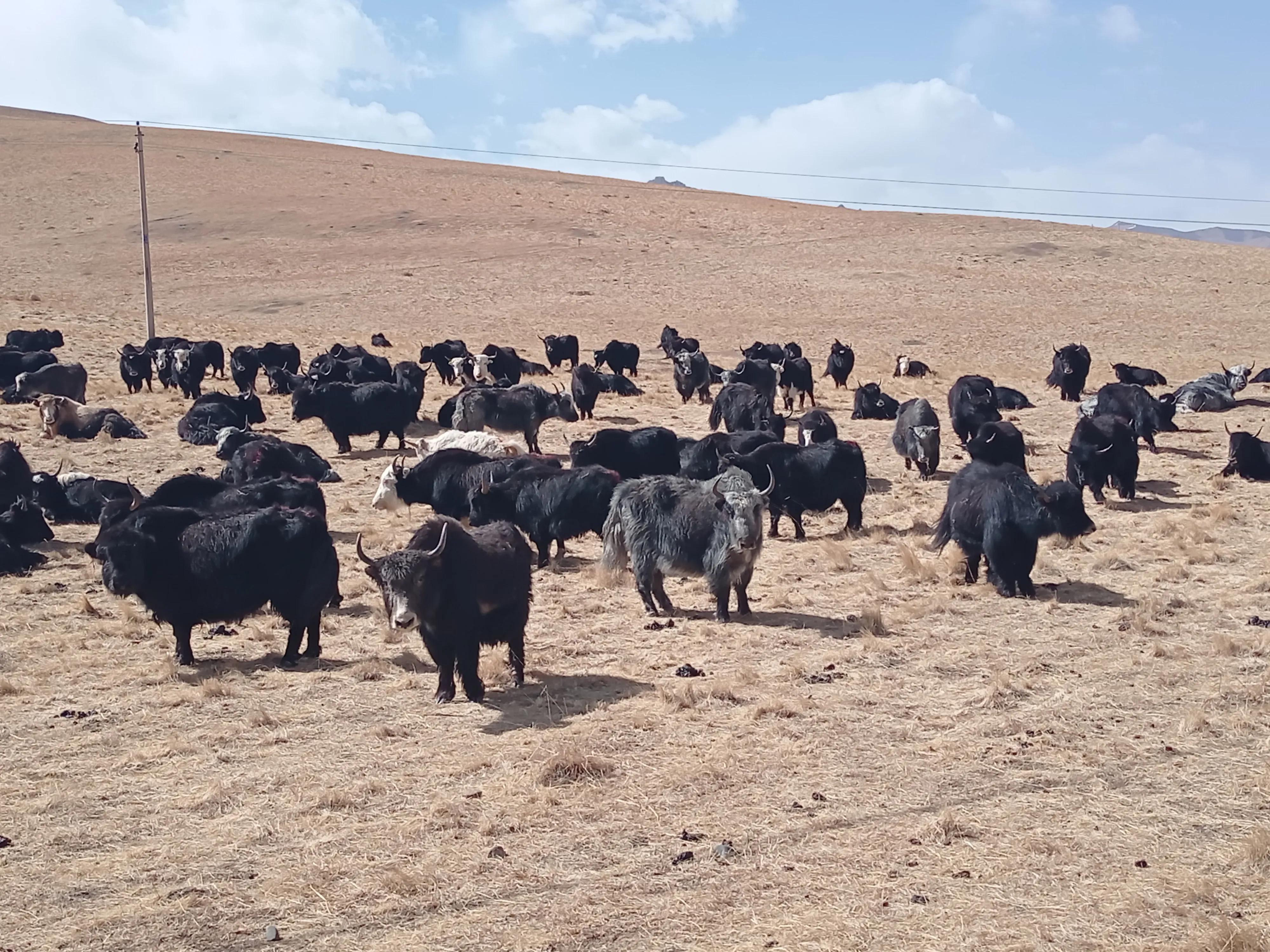 养羊和养牛哪个省力风险低,养牛养羊哪个省力