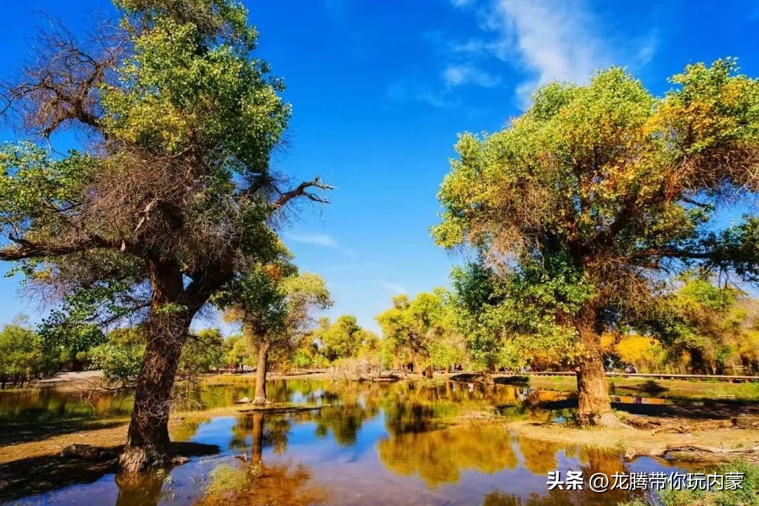 初秋额济纳胡杨林风景,额济纳秋天美景