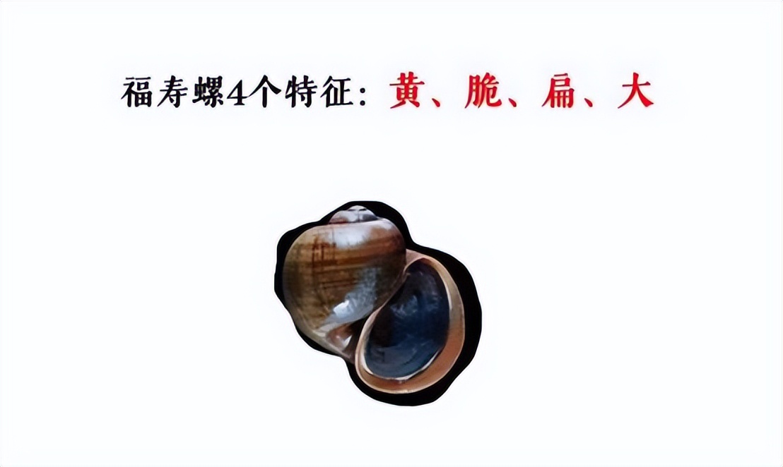 一口吃6000条寄生虫!北京一孕妇误食福寿螺终止妊娠,后果很严重