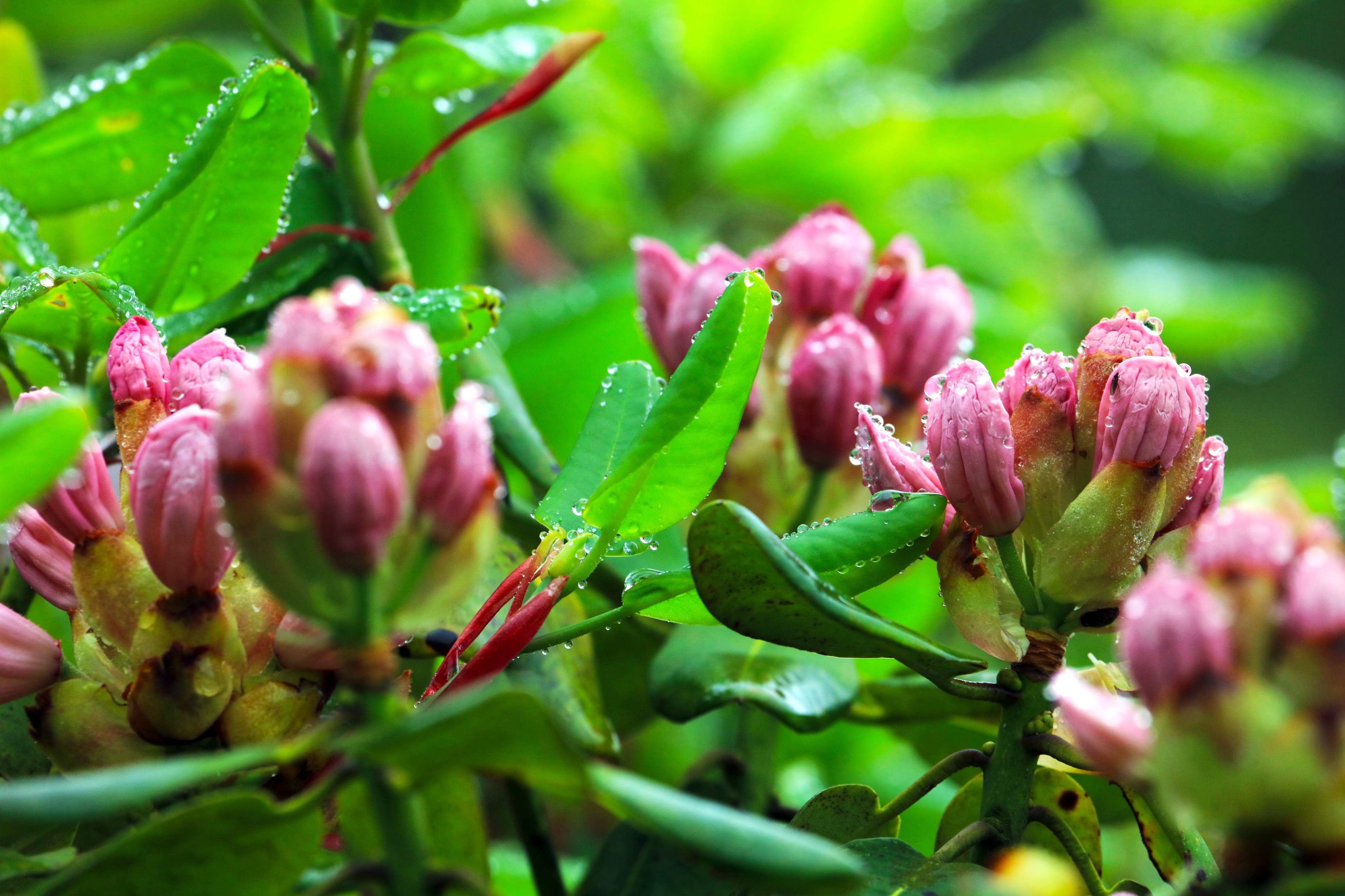 最美五四青年节的图片,五四青年节祝福动图表情