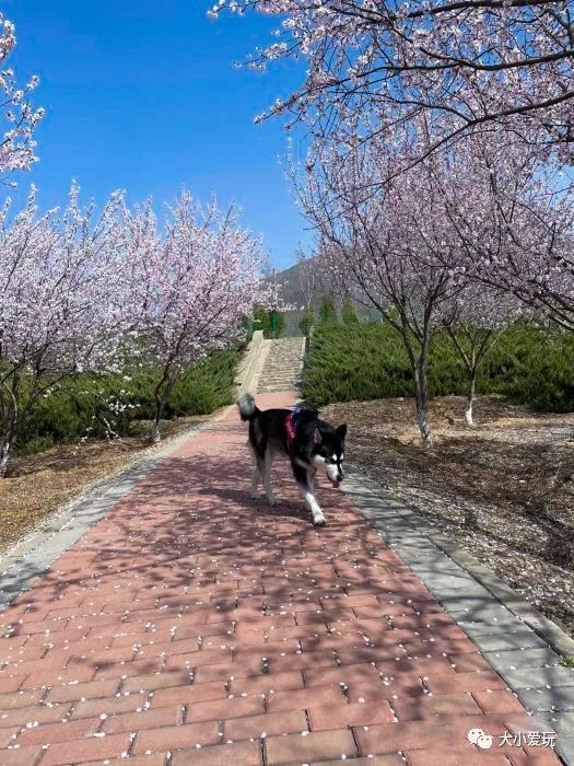 北京花海休闲公园,帝都游乐场