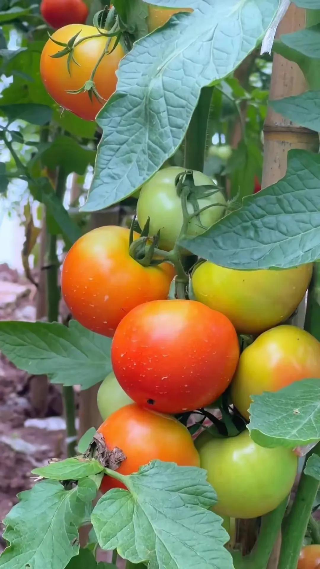 田园风光,田园风光的古诗