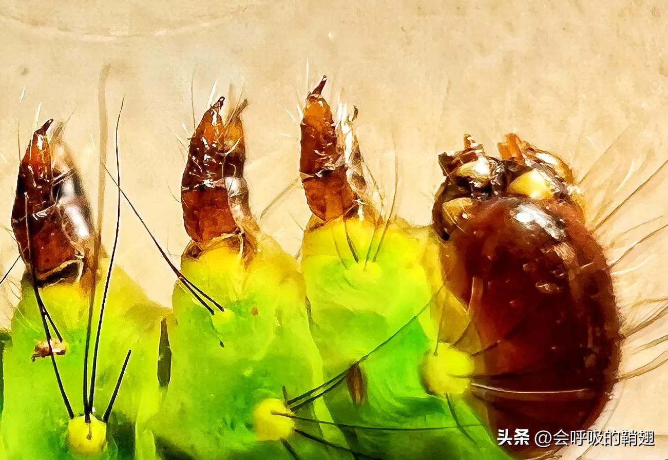 绿尾大蚕蛾怎么样驱除,大蚕蛾饲养记录