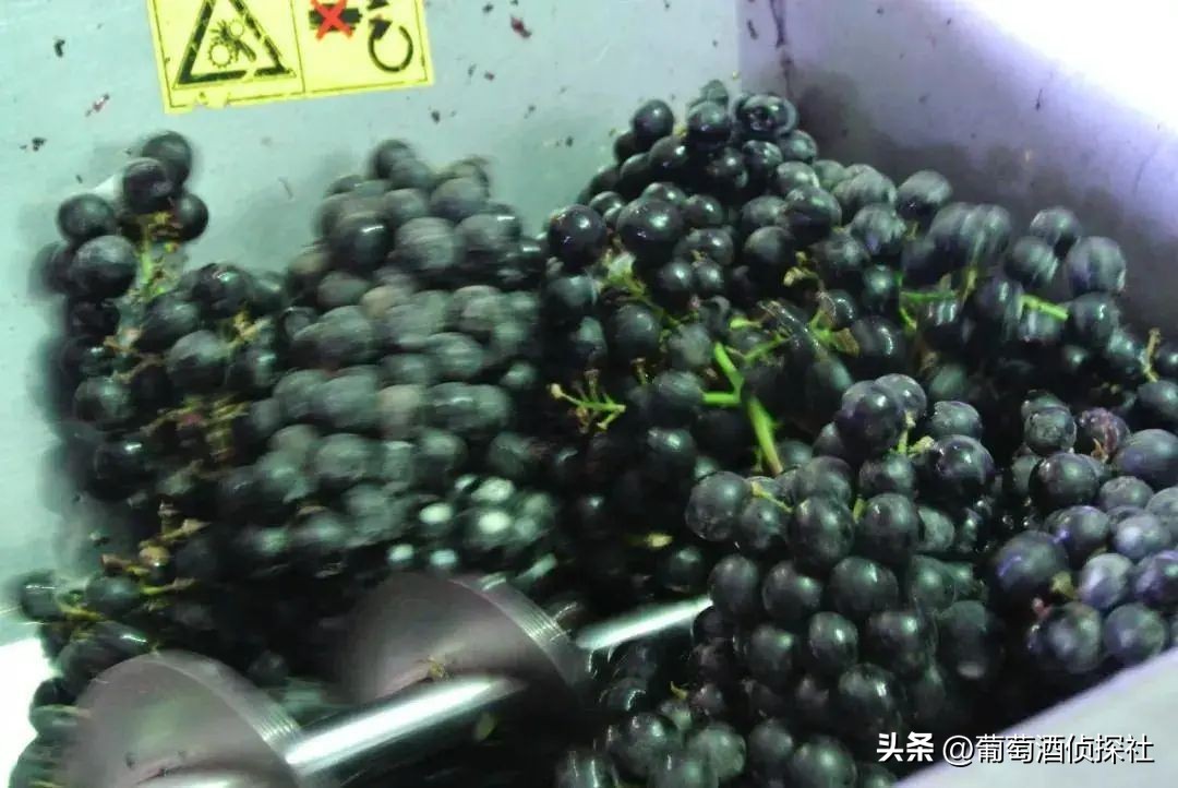 正宗葡萄酒酿造法,葡萄酒酿造步骤精简