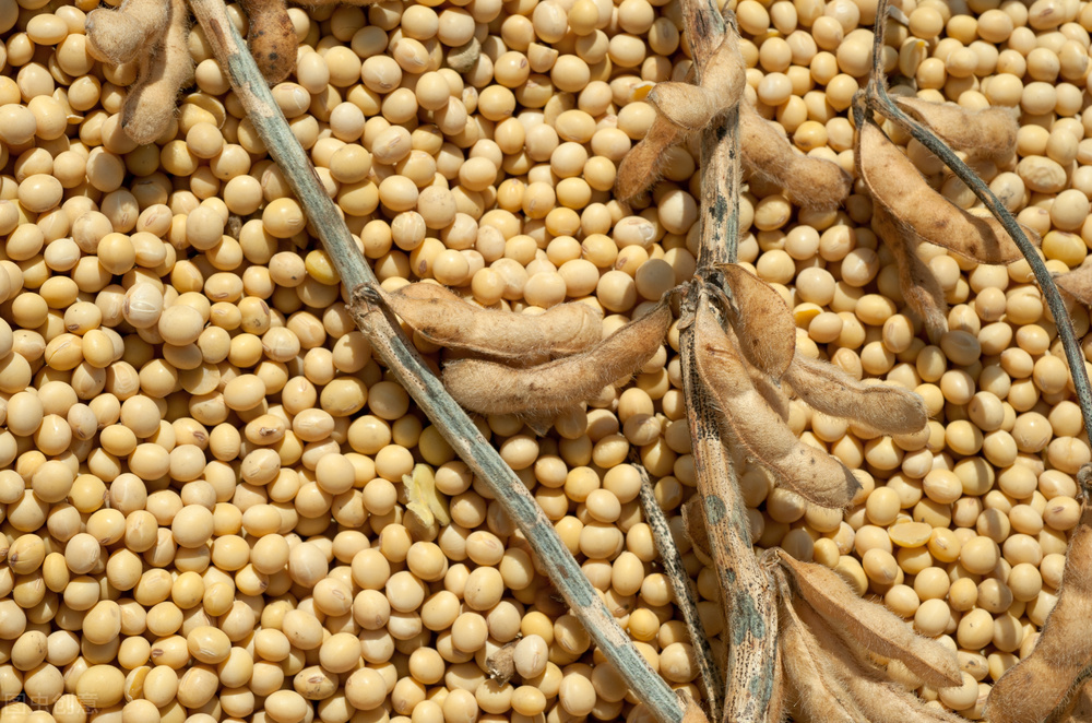 大豆价格预测尽在大豆价格信息网,大豆价格最新7月2号大豆价格行情