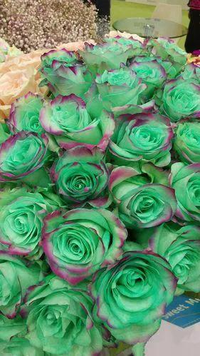 婀娜多姿的鲜花,一朵鲜花点缀不出绚丽多姿的春天