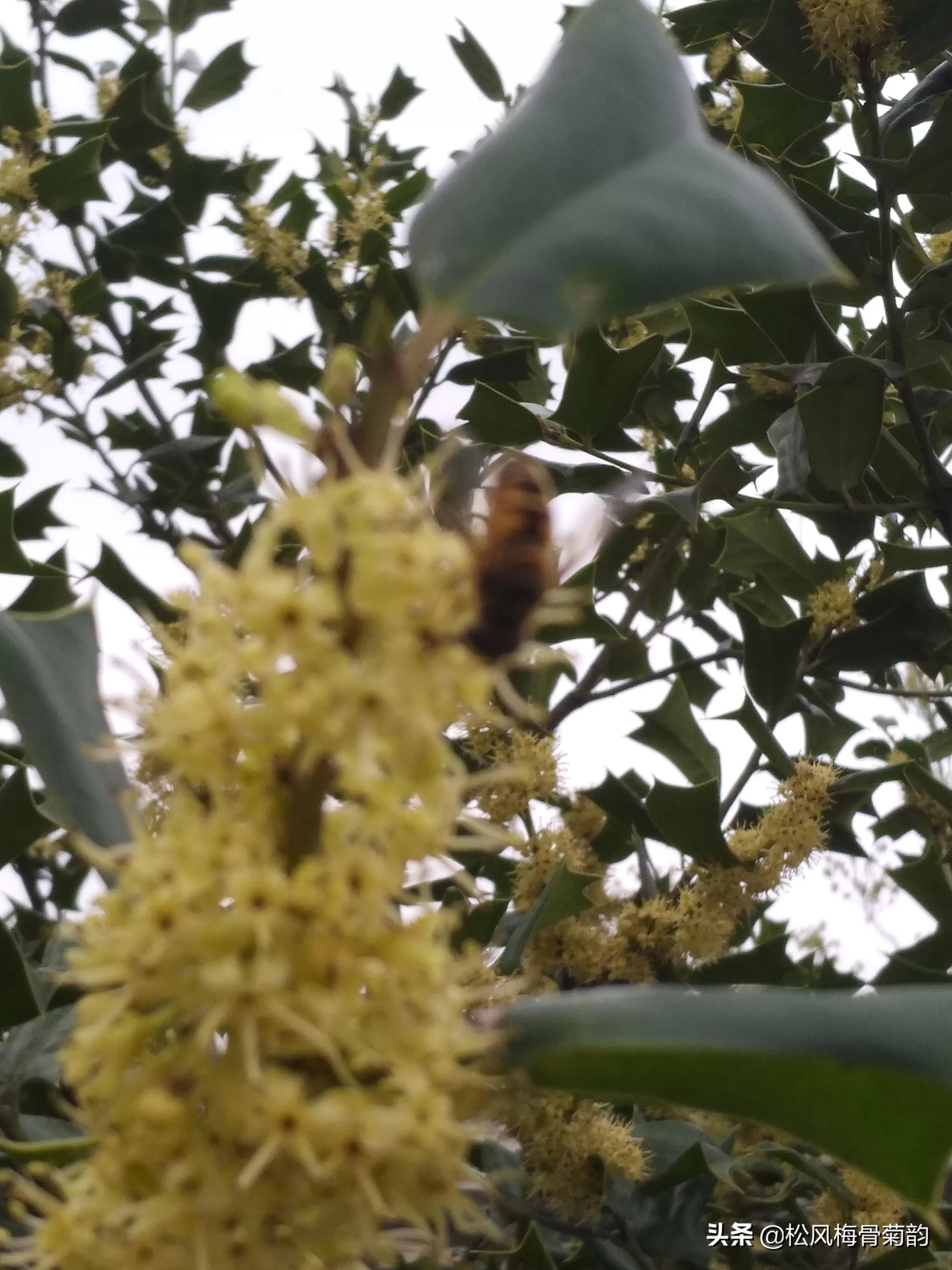 猫儿刺花香,猫儿刺为什么开花不结果