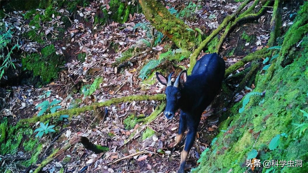 湖北出现多只神兽天马,湖北的天马好吗