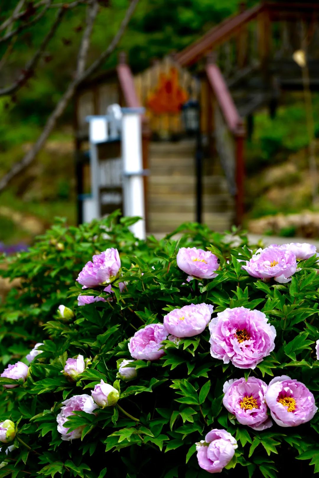 北京市密云区云峰山森林康养基地,北京密云康养基地