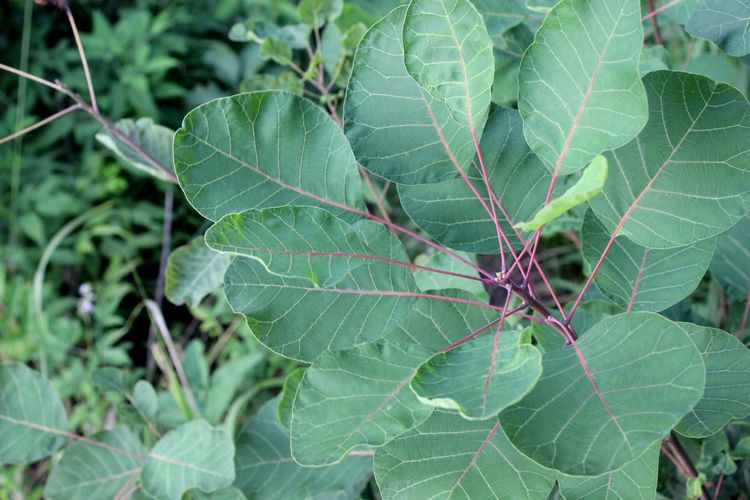 山东青州黄花溪景区图片,山东九寨沟黄花溪