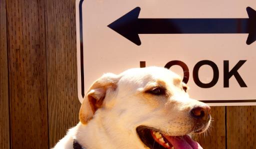 6个月宝宝口臭怎么回事,6个月小狗挑食怎么办