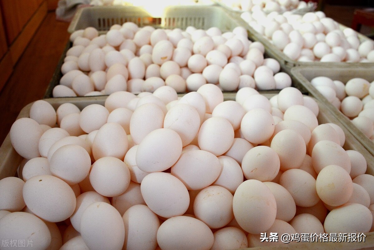 2023鸡蛋价格今日,2023年4月鸡蛋价格