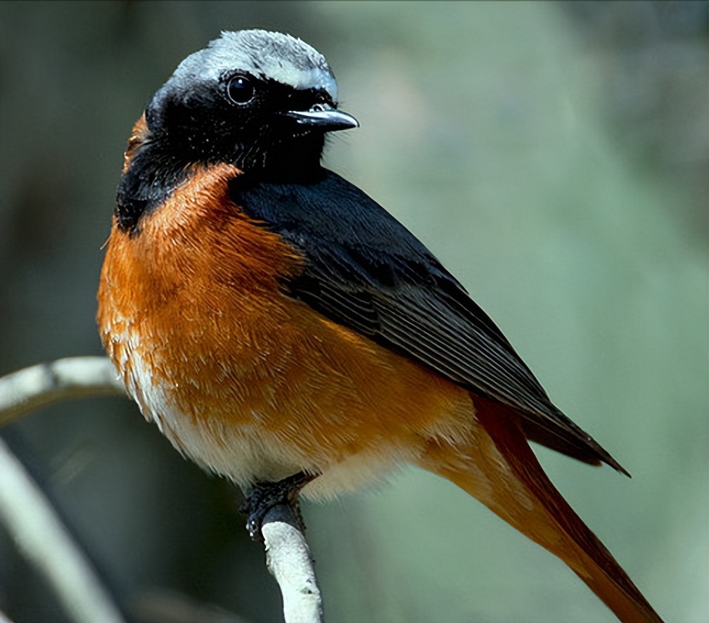 50张最佳鸟类摄影作品,鸟儿大全大图