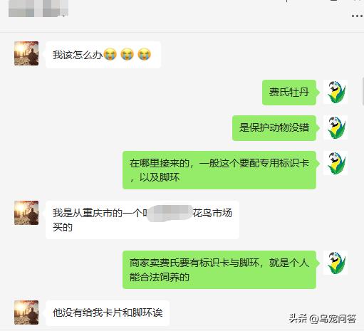 没办证的鹦鹉怎么处理呢,没有标识的鹦鹉会被没收吗