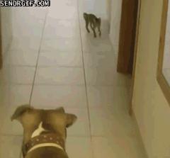 两只猫打架引众猫围观,两只猫打架一只翻肚皮