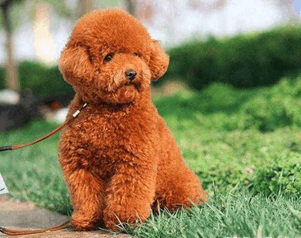 泰迪犬太胖怎么减肥,泰迪太胖了吃什么狗粮