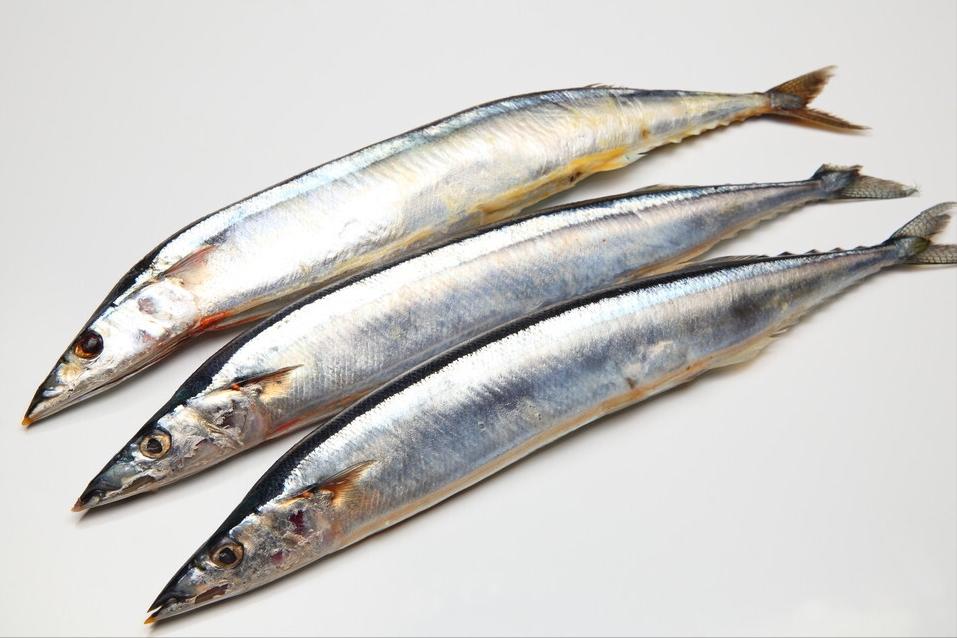 七种不一样的鱼图片,各种鱼的区别方法图解