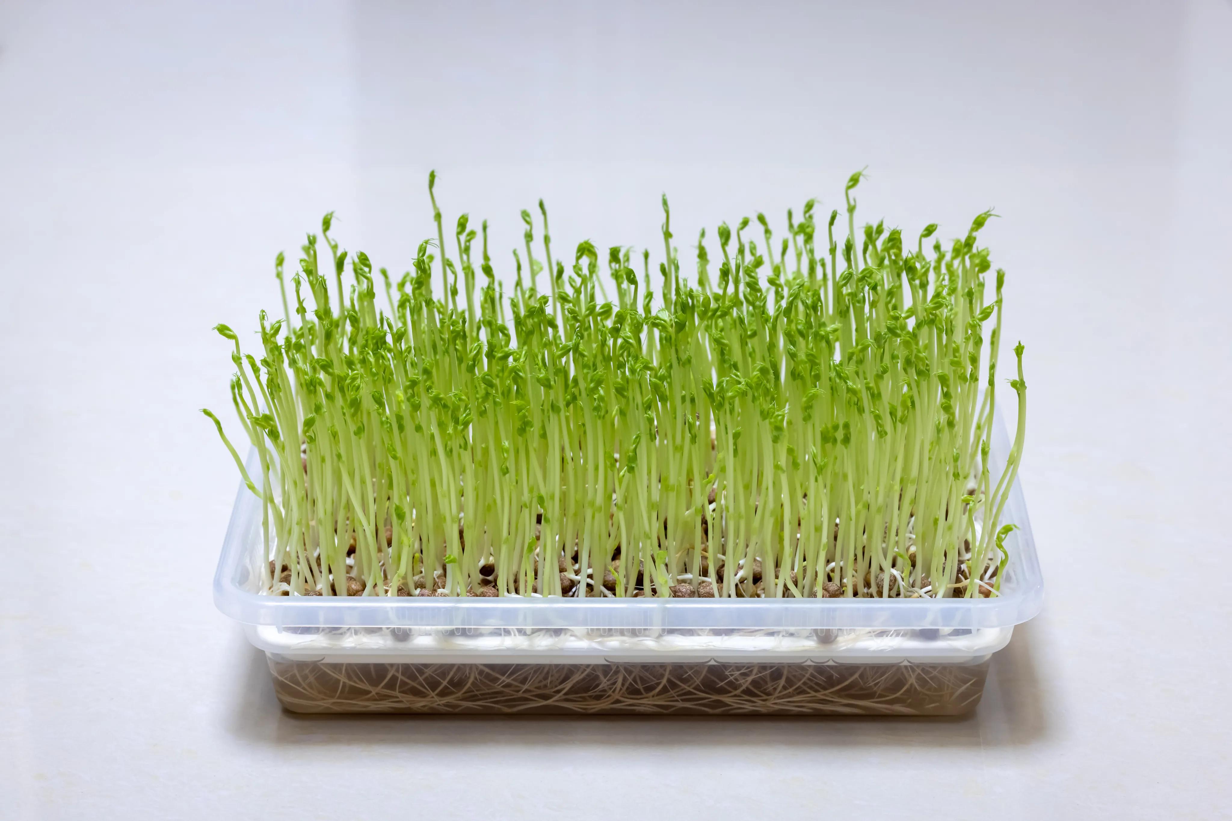 水培芽苗菜育苗盘批发,致富经水培红薯芽苗菜