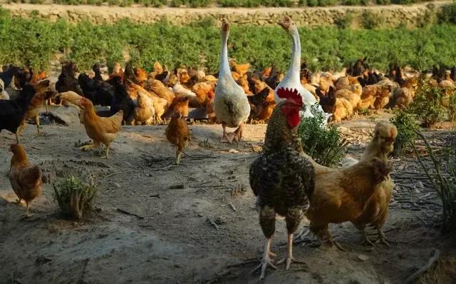 养3000只土鸡一年净赚多少,在四川养500只土鸡一年能赚多少钱