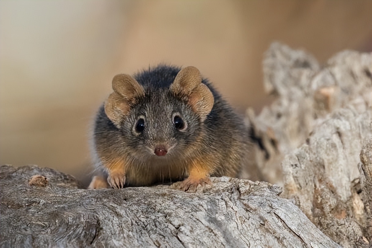 澳大利亚雄性袋鼩,澳洲袋鼩繁衍过程